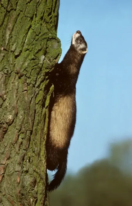 Framed Print : Polecat climbing a tree Framed Print : Polecat climbing a tree