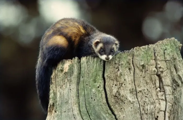 Framed Print : Polecat on a hollow tree Framed Print : Polecat on a hollow tree