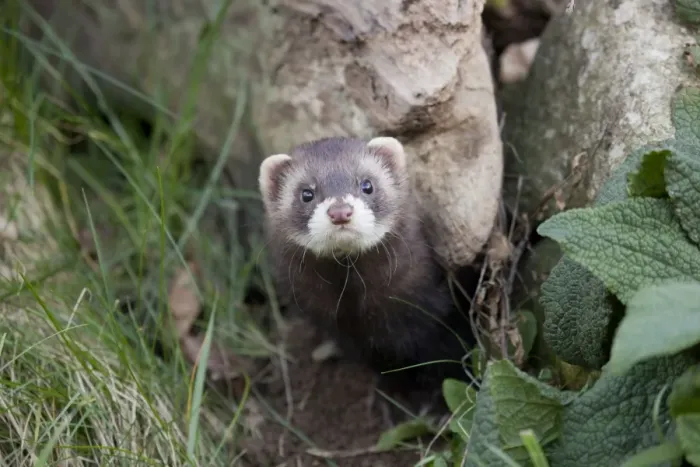 Framed Print : Polecat - UK Framed Print : Polecat - UK