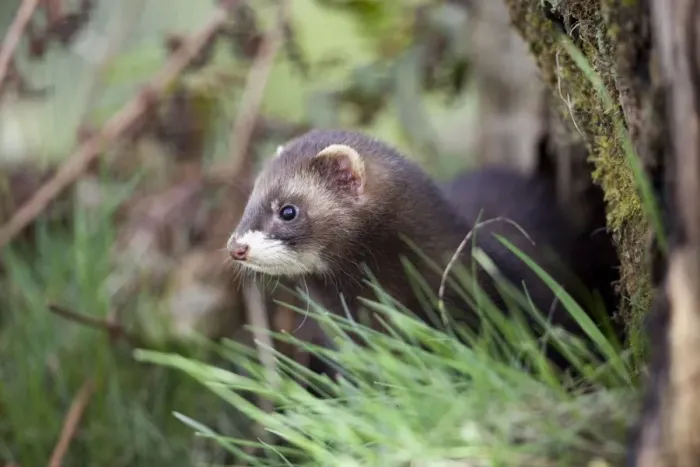 Framed Print : Polecat - UK Framed Print : Polecat - UK
