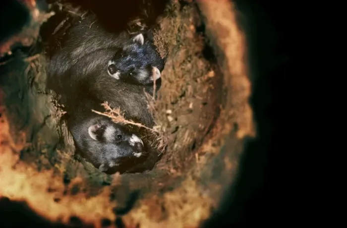 Framed Print : Polecat two young ones in a hollow tree