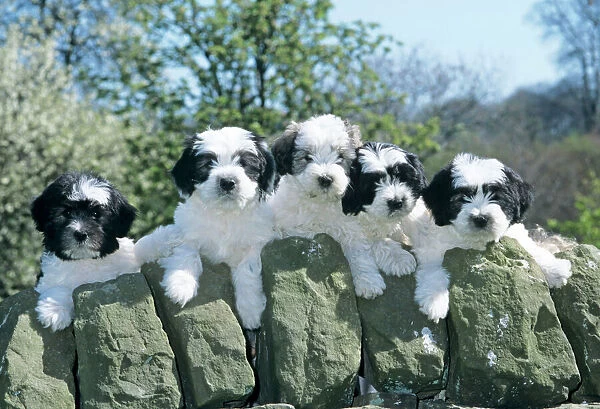 Polish Lowland Sheepdog - 5 puppies peer over wall