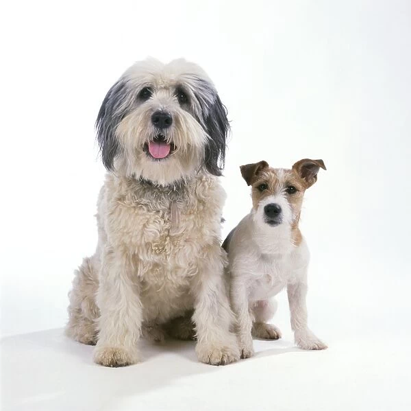 Polish Lowland Sheepdog - with Jack Russel Terrier