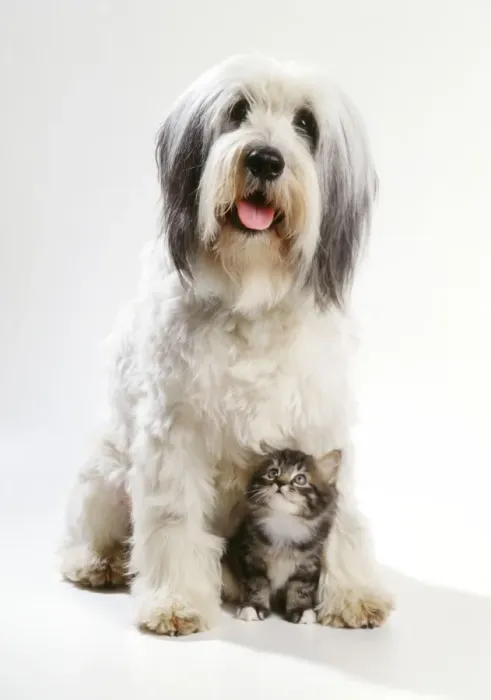 Framed Print : Polish Lowland Sheepdog - with kitten Framed Print : Polish Lowland Sheepdog - with kitten
