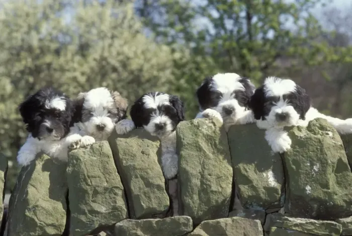 Framed Print : Polish Lowland Sheepdog Five puppies peer over wall Framed Print : Polish Lowland Sheepdog Five puppies peer over wall