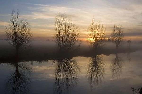 Pollard Willow - Alongside river at sunset - Winter - The Netherlands, Overijssel, Staphorst