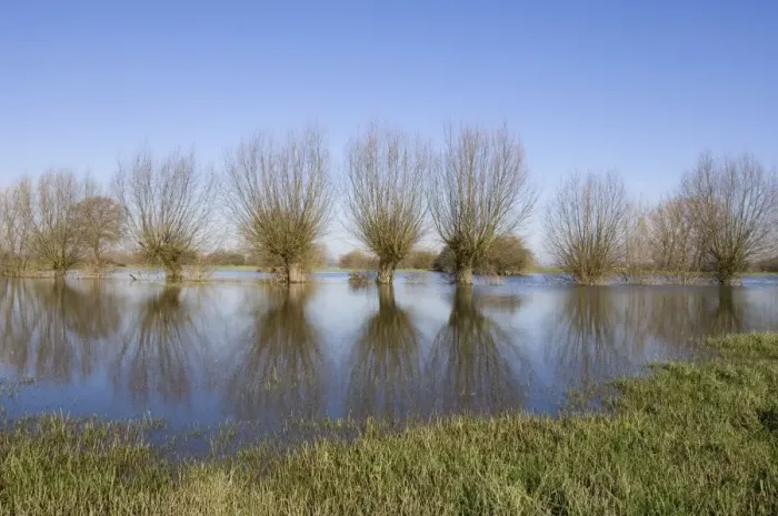 Framed Print : Pollard willow Refelections in the flooded forelands of the river IJssel, The Netherlands in early spring Framed Print : Pollard willow Refelections in the flooded forelands of the river IJssel, The Netherlands in early spring