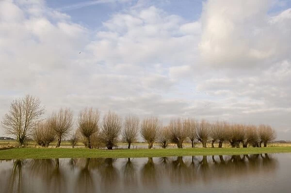 Pollard willow Reflections in the flooded forelands of the river IJssel, The Netherlands, in winter