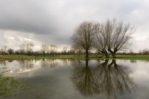 Pollard willow - Reflections in the flooded forelands of the river IJssel, The Netherlands, in winter
