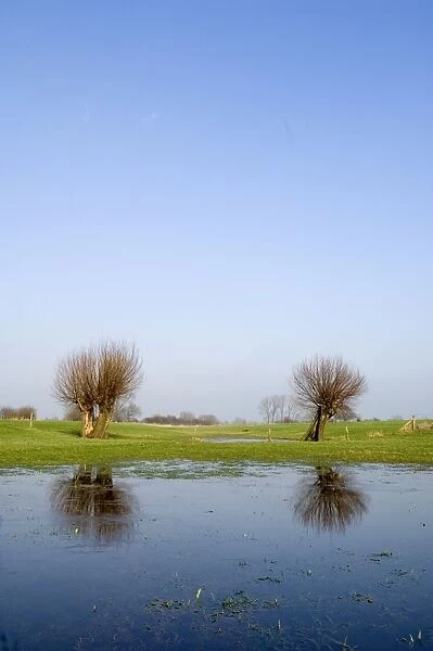 Pollard willow Reflections in the flooded forelands of the river IJssel, The Netherlands, in early spring
