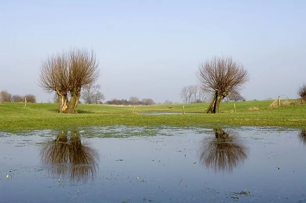 Pollard willow Reflections in the flooded forelands of the river IJssel, The Netherlands, in early spring