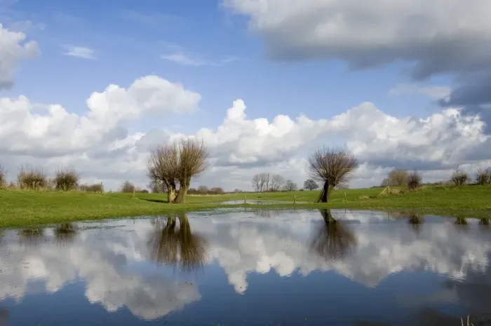 Framed Print : Pollard willow Reflections in the flooded forelands of the river IJssel, The Netherlands, in early spring Framed Print : Pollard willow Reflections in the flooded forelands of the river IJssel, The Netherlands, in early spring