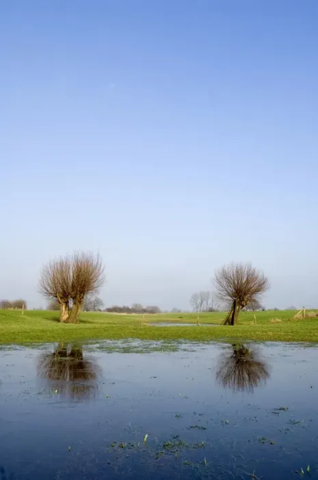 Framed Print : Pollard willow Reflections in the flooded forelands of the river IJssel, The Netherlands, in early spring Framed Print : Pollard willow Reflections in the flooded forelands of the river IJssel, The Netherlands, in early spring