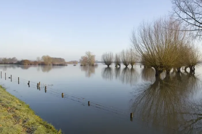 Framed Print : Pollard willow Reflections in the flooded forelands of the river IJssel, The Netherlands, in early spring Framed Print : Pollard willow Reflections in the flooded forelands of the river IJssel, The Netherlands, in early spring