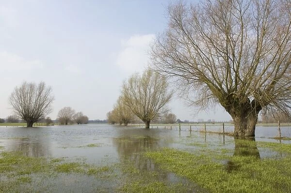 Pollard willows In the flooded foreland of the river IJssel The Netherlands, Overijssel