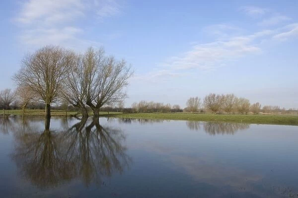 Pollard willows Reflections in the flooded foreland of the river IJssel The Netherlands, Overijssel