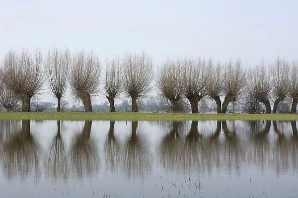 Pollard willows Refllections in the flooded foreland of the river IJssel The Netherlands, Overijssel