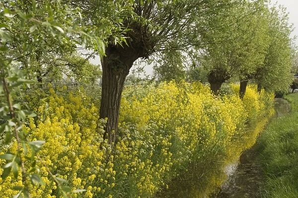 Pollard willows Surrounded by rape seed (brassica napus) The Netherlands, Gelderland, Betuwe, Gellicum