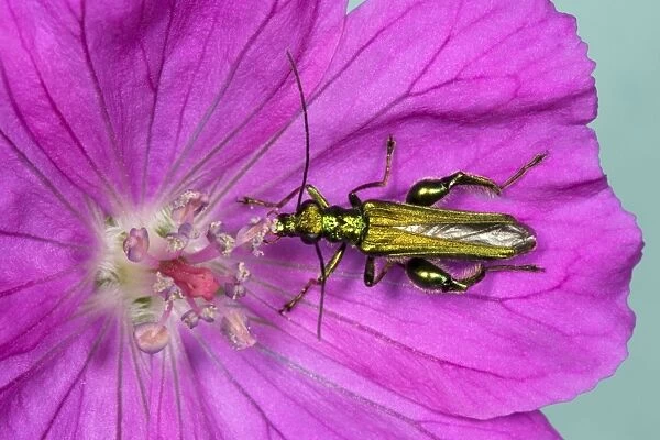 Pollen-feeding beetle - Eating pollen in purple flower of Geranium Location: English garden, UK