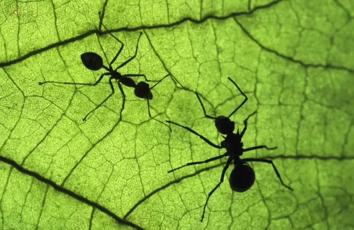 Framed Print : Polyrachis Ant - with larger body on the right & the smaller Tropical Ant (Oecophlla sp. ) on the left. Malaysian Archipelago, Philippines, Kalimantan Framed Print : Polyrachis Ant - with larger body on the right & the smaller Tropical Ant (Oecophlla sp. ) on the left. Malaysian Archipelago, Philippines, Kalimantan