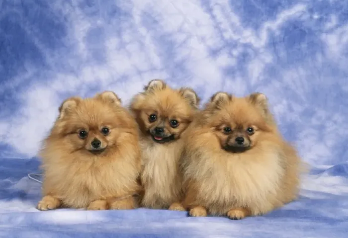 Framed Print : Pomeranian Dog JD 8249 © John Daniels  /  ARDEA LONDON
