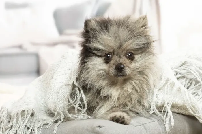 Framed Print : SPITZ. Pomeranian dog lying down indoors Framed Print : SPITZ. Pomeranian dog lying down indoors
