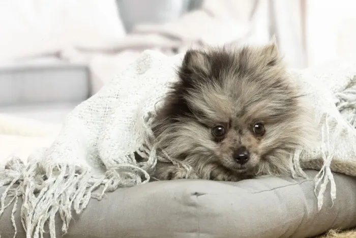 Framed Print : SPITZ. Pomeranian dog lying down indoors Framed Print : SPITZ. Pomeranian dog lying down indoors