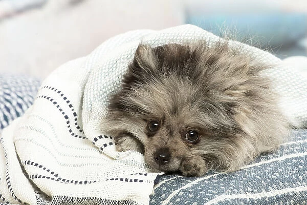 SPITZ. Pomeranian dog lying down indoors