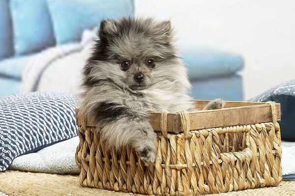 SPITZ. Pomeranian puppy sitting in a basket indoors