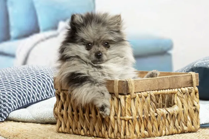 Framed Print : SPITZ. Pomeranian puppy sitting in a basket indoors