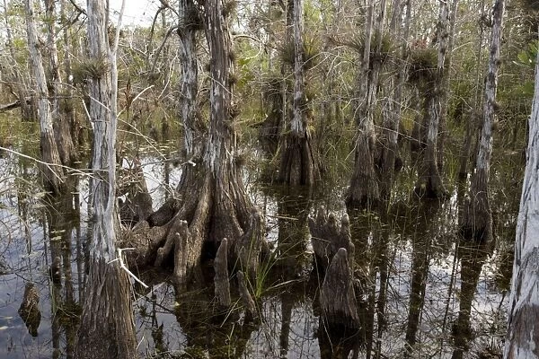 Pond cypress swamp in the Everglades National Park. USA