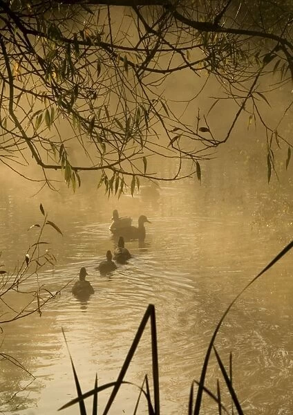 Pond at dawn with family of ducks. UK