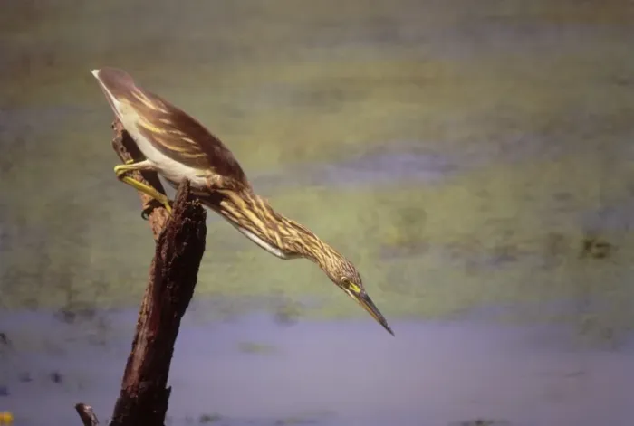 Framed Print : Pond Heron fishing, Keoladeo National Park, India Framed Print : Pond Heron fishing, Keoladeo National Park, India