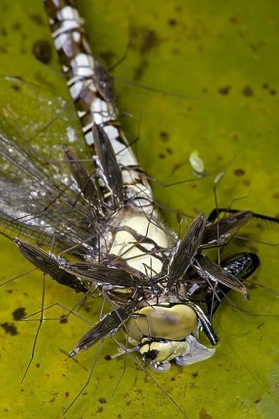 Pond Skaters - Feeding on Southern Hawker (Aeshna cyanea) - England - UK - Southern Hawker is freshly emerged adult dragonfly from aquatic nymph stage - Common Pond Skater is most advanced of surface-dwelling bugs - Found on almost all stretches of