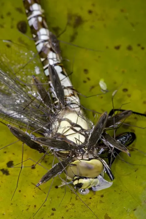 Framed Print : Pond Skaters - Feeding on Southern Hawker (Aeshna cyanea) - England - UK - Southern Hawker is freshly emerged adult dragonfly from aquatic nymph stage - Common Pond Skater is most advanced of surface-dwelling bugs - Found on almost all stretches of Framed Print : Pond Skaters - Feeding on Southern Hawker (Aeshna cyanea) - England - UK - Southern Hawker is freshly emerged adult dragonfly from aquatic nymph stage - Common Pond Skater is most advanced of surface-dwelling bugs - Found on almost all stretches of