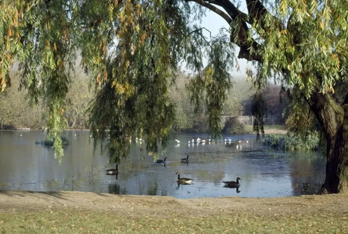 Framed Print : Pond Wandsworth Common, London, UK Framed Print : Pond Wandsworth Common, London, UK