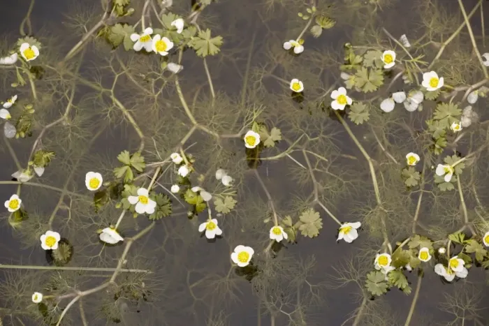 Framed Print : Pond water crowfoot (Ranunculus peltatus) in coastal pond, Oland Framed Print : Pond water crowfoot (Ranunculus peltatus) in coastal pond, Oland