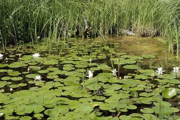 Pond with waterlily and Common Mare's Tail (Hippuris vulgaris L. ). France