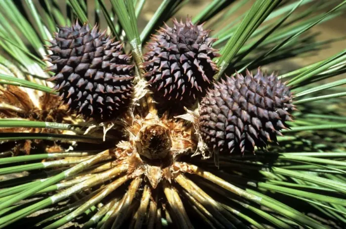 Framed Print : Ponderosa Pine - cones Framed Print : Ponderosa Pine - cones