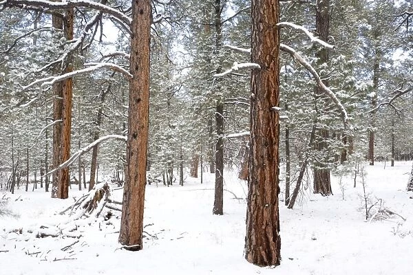 Ponderosa pine forest in snow. Grand Canyon National Park in winter. South Rim