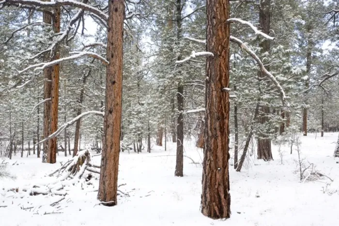 Framed Print : Ponderosa pine forest in snow. Grand Canyon National Park in winter. South Rim Framed Print : Ponderosa pine forest in snow. Grand Canyon National Park in winter. South Rim