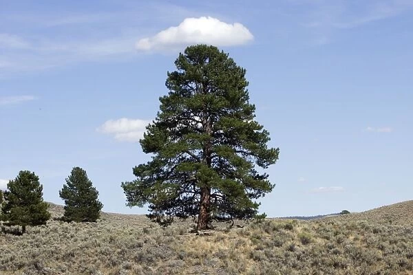 Ponderosa pine tree. Ponderosa Ranch, Seneca, Oregon, USA