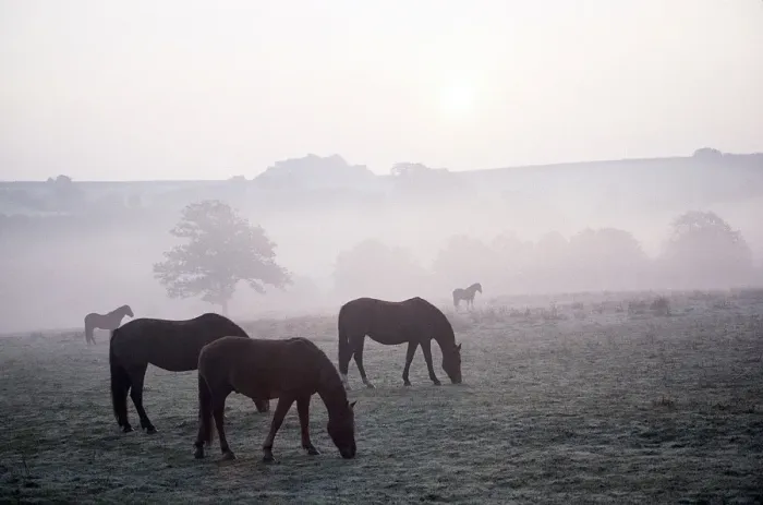 Framed Print : Ponies in mist Grazing Framed Print : Ponies in mist Grazing