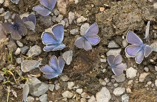 Pontic Blue Butterflies with a Dingy Skipper mud-puddling