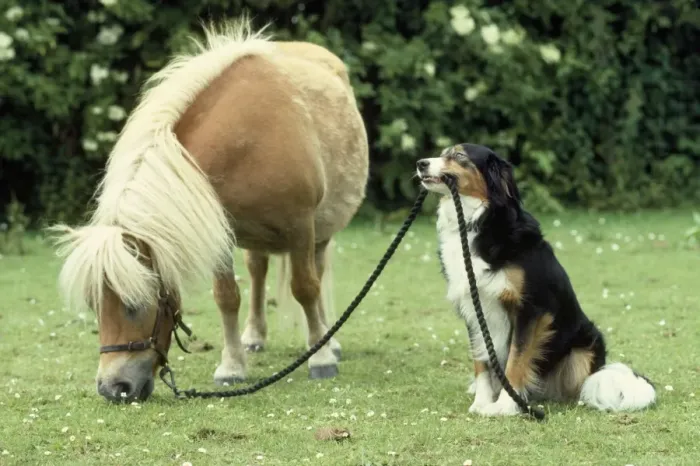 Framed Print : Pony & Dog Framed Print : Pony & Dog