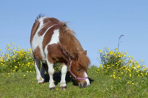 Pony - feeding by Buttercups - Netherlands