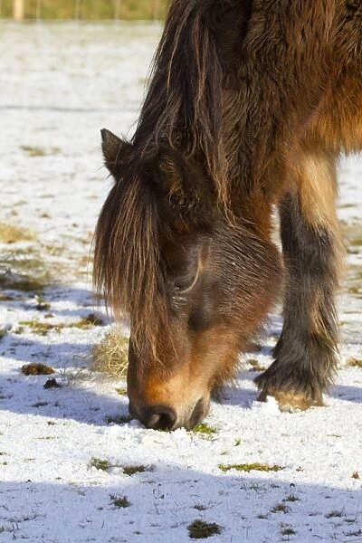 Pony - feeding in the winter snow - UK
