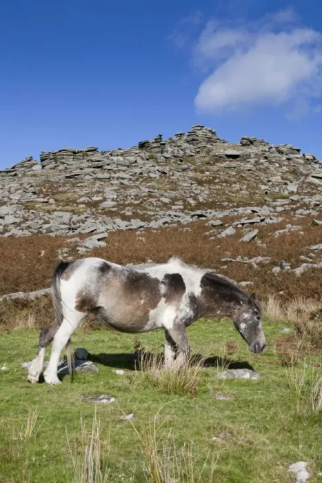 Framed Print : Pony - grazing on Rough Tor, Bodmin Moor, Cornwall, UK Framed Print : Pony - grazing on Rough Tor, Bodmin Moor, Cornwall, UK