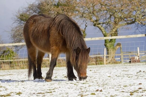 Pony grazing in snow - Cornwall - UK