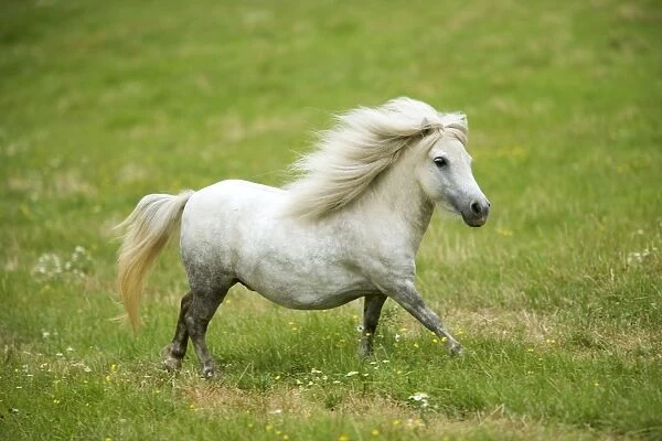 Pony - grey, trotting